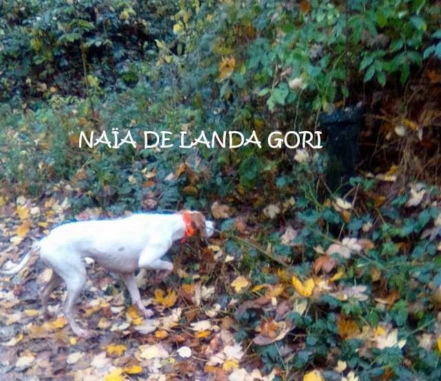 de landa gori - NAÏA DE LANDA GORI :Chasse faisans naturels !