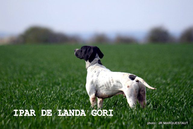 de landa gori - IPAR DE LANDA GORI...Dernier entraînement de printemps (2016)