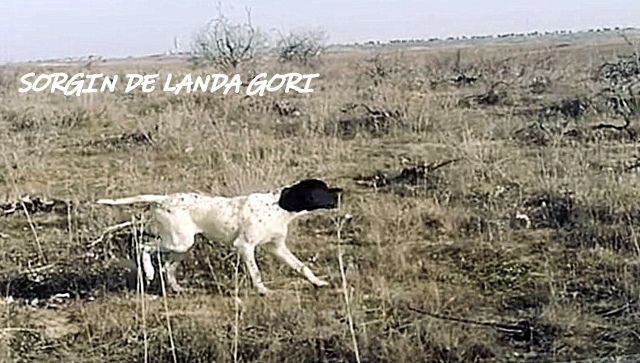 de landa gori - SORGIN DE LANDA GORI ; Entraînement perdreaux rouges ESPAGNE 