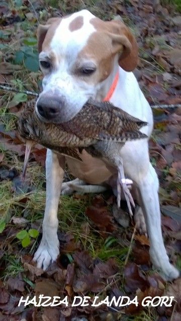 de landa gori - HAÏZEA DE LANDA GORI ;Chasse becasse CANTAL 