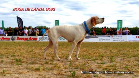 de landa gori - BOGA DE LANDA GORI .GAME FAIR 2015