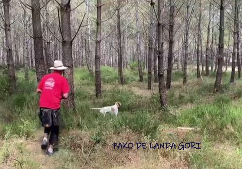 de landa gori - PAKO DE LANDA GORI ..Entraînement !