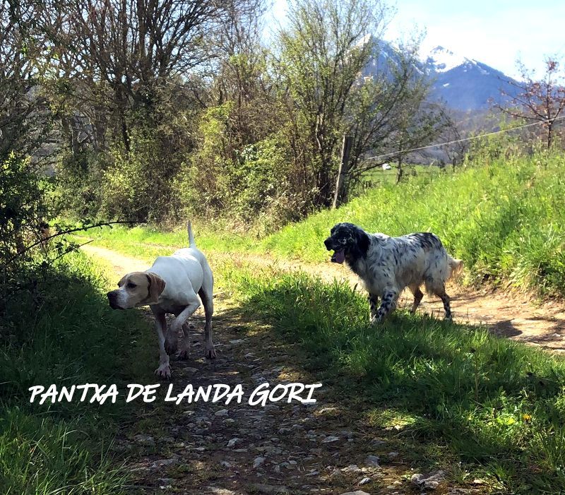 de landa gori - PANTXA DE LANDA GORI :Entraînement montagne Pyrenees !