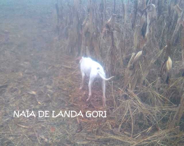 de landa gori - NAÏA DE LANDA GORI (6mois)chasse le faisan naturel dans le Nord .
