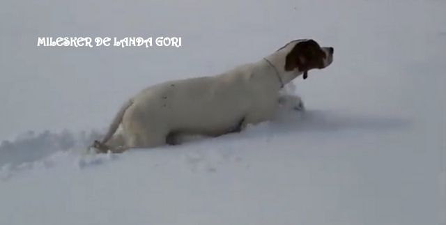 de landa gori - MILESKER DE LANDA GORI :Chasse PERDREAUX dans la neige SERBIE !