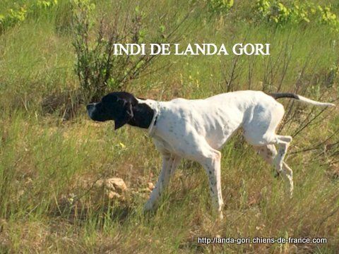 de landa gori - INDI DE LANDA GORI...Training !!