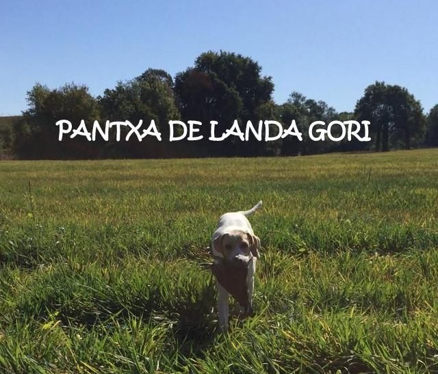 de landa gori - PANTXA DE LANDA GORI ((mois)Chasse perdreaux  PYRENNEE