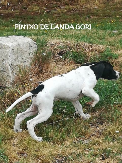 de landa gori - PINTXO DE LANDA GORI (3 mois) 1er arrêt !