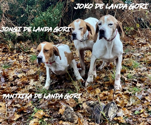 de landa gori - Les CHAMPIONS chassent la bécasse..JOKO JONGI PANTXIKA DE LANDA GORI !