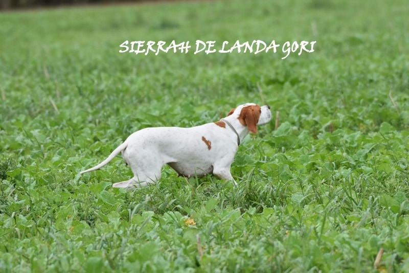 de landa gori - SIERRAH DE LANDA GORI/Field trial GN /