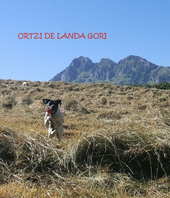de landa gori - ORTZI DE LANDA GORI :Entraînement sur les 1er cailles en Montagne 