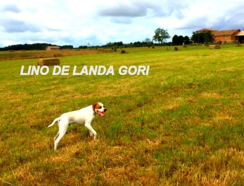 de landa gori - LINO DE LANDA GORI...Training perdrix !!!
