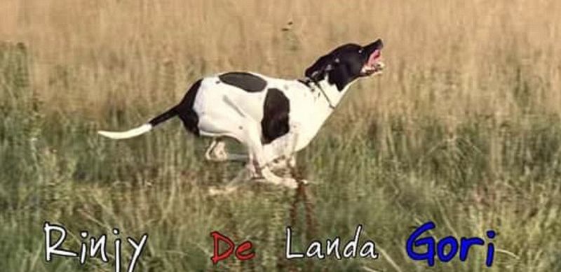 de landa gori - RINJY DE LANDA GORI :Derby Hollande 2eme !