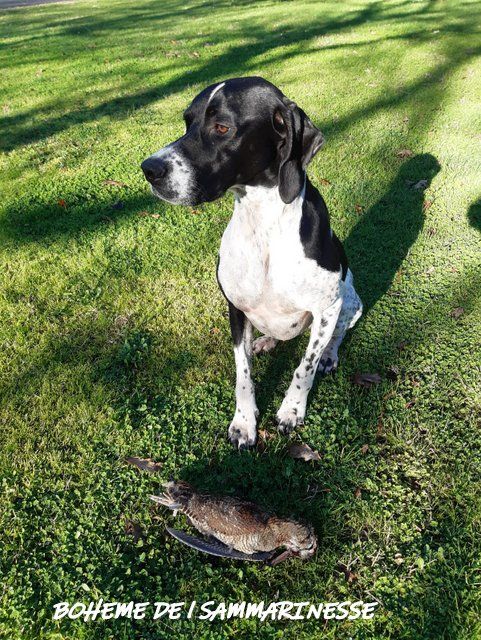 de landa gori - BOHEME dite RHUNE Chasse la bécasse LANDES !