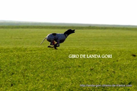 de landa gori - GIRO DE LANDA GORI..1er EXCELLENT grande quête Espagne !!
