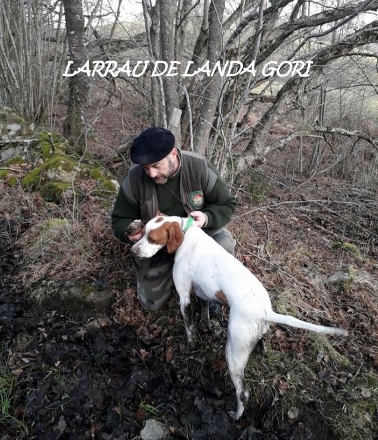 de landa gori - LARRAU DE LANDA GORI :Chasse la bécasse ;Montagnes PYRENEES