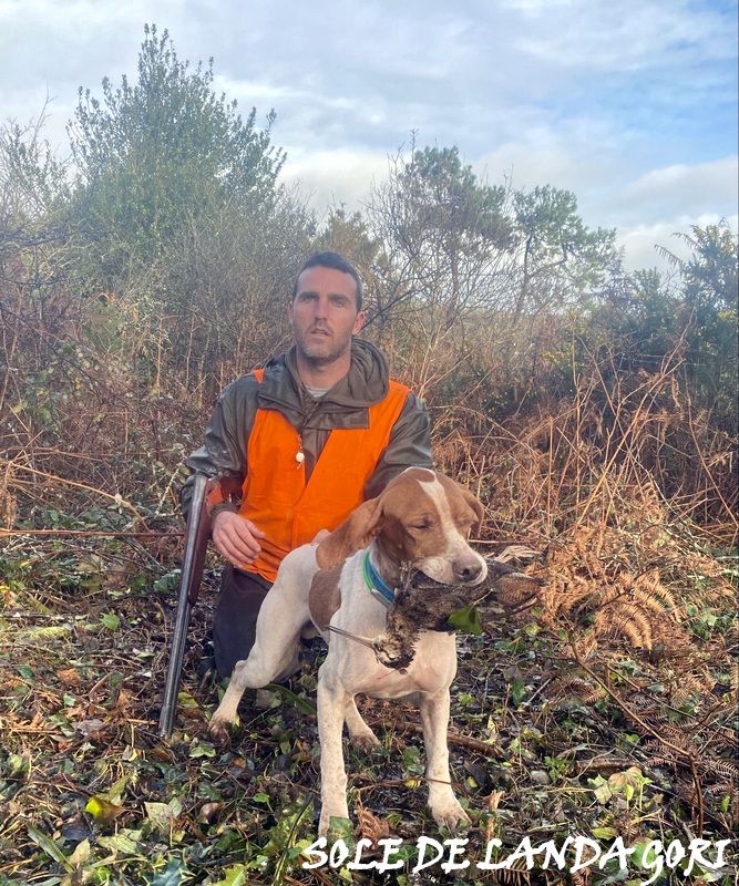 de landa gori - SOLE DE LANDA GORI ;Chasse la bécasse BRETAGNE !