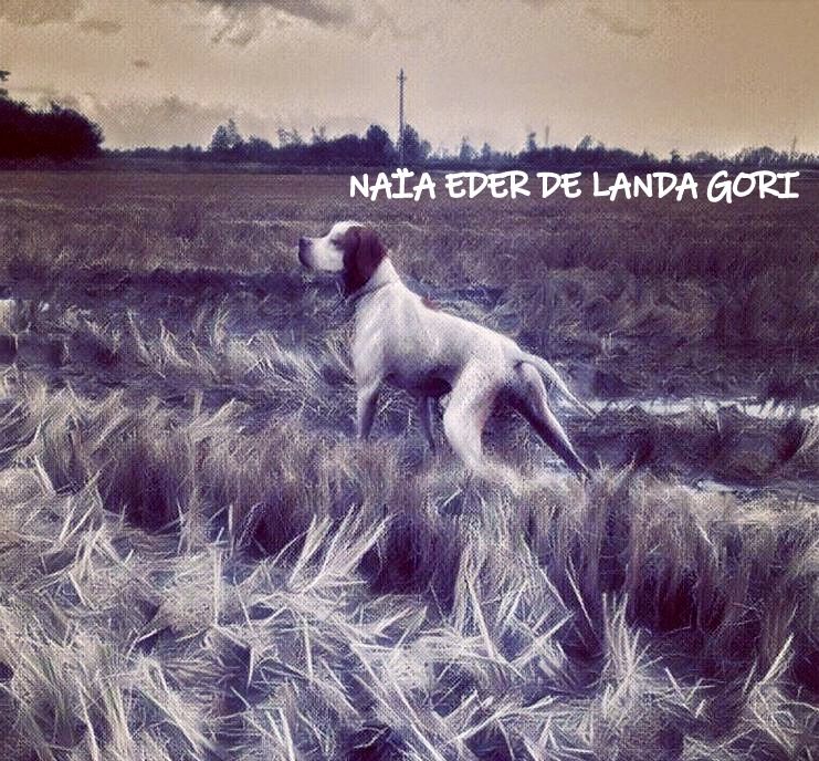 de landa gori - NAIA EDER DE LANDA GORI ;Chasse bécassines ! Italie