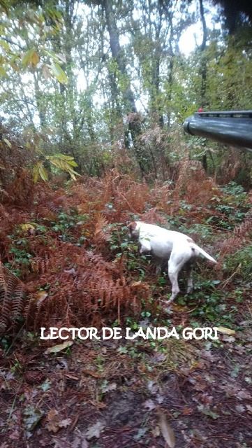 de landa gori - LECTOR DE LANDA GORI :Chasse la bécasse LANDES !