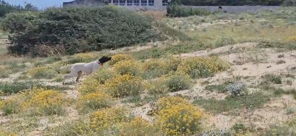 de landa gori - SORGIN DE LANDA GORI/Entraînement/perdreaux