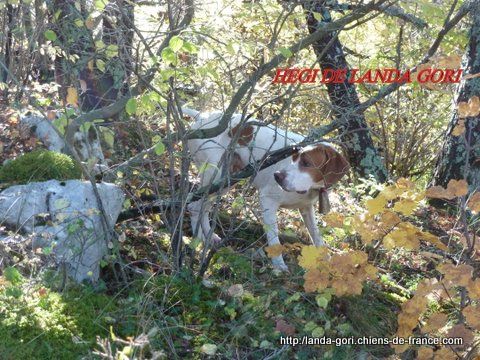 de landa gori - HEGI DE LANDA GORI..Chasse à la bécasse .ALPES !!