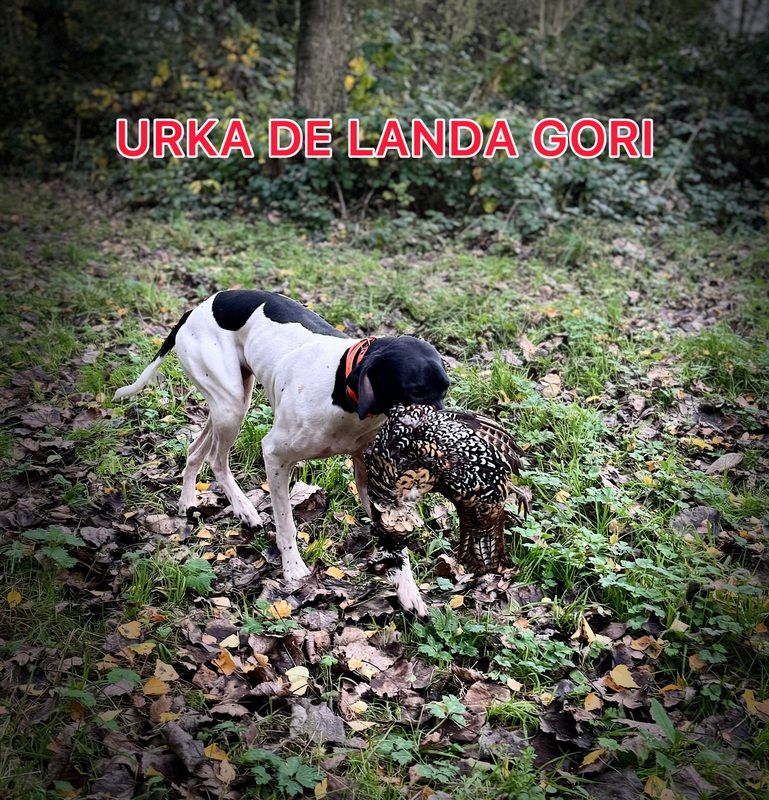 de landa gori - URKA DE LANDA GORI/Chasse le faisan vénéré/NORD