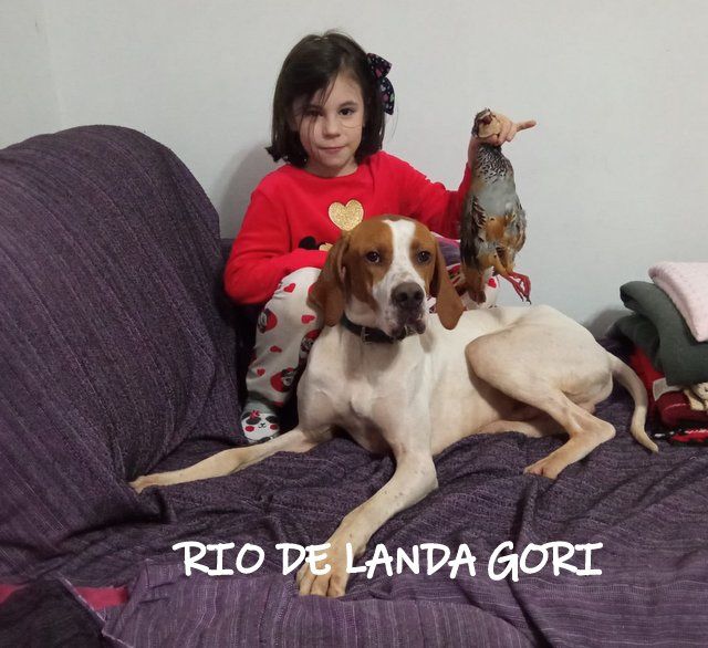 de landa gori - RIO DE LANDA GORI ;Chasse perdreaux RIOJA ESPAGNE !