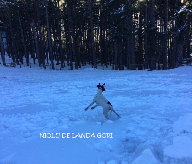 de landa gori - NIOLU DE LANDA GORI dans la neige CORSE !