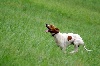  - C'XABAL DE LANDA GORI Laureat de race Quête de chasse 2011