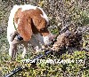  - TTIPIA EDER DE LANDA GORI/Chasse la bécasse/montagnes BASQUES