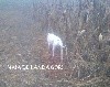  - NAÏA DE LANDA GORI (6mois)chasse le faisan naturel dans le Nord .