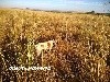  - ODA DE LANDA GORI ;Chasse la caille des blé Asturias ESPAGNE !