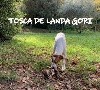  - TOSCA DE LANDA GORI 6mois Chasse BECASSES SUD EST