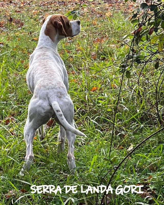 de landa gori - SERRA DE LANDA GORI chasse perdreaux et bécasses LANDES !