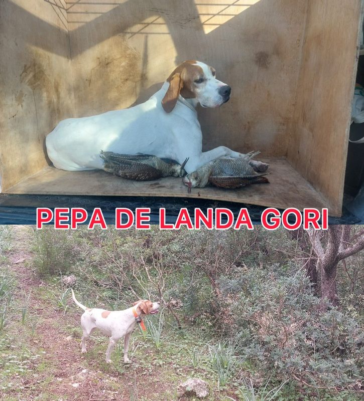 de landa gori - PEPA DE LANDA GORI/Chasse la bécasse /ÎLES BALEARES 