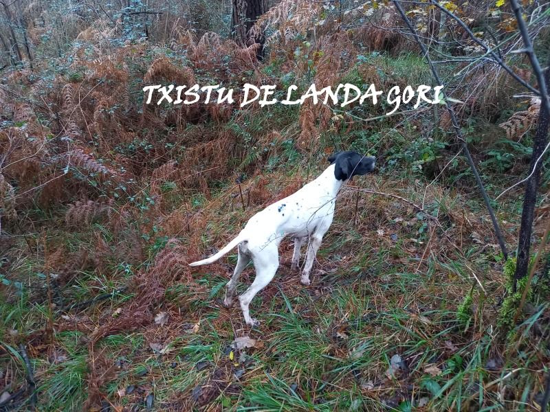 de landa gori - TXISTU DE LANDA GORI/Chasse la bécasse/montagnes Basques