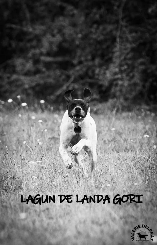 de landa gori - LAGUN DE LANDA GORI vainqueur St HUBERT dept 31-o9