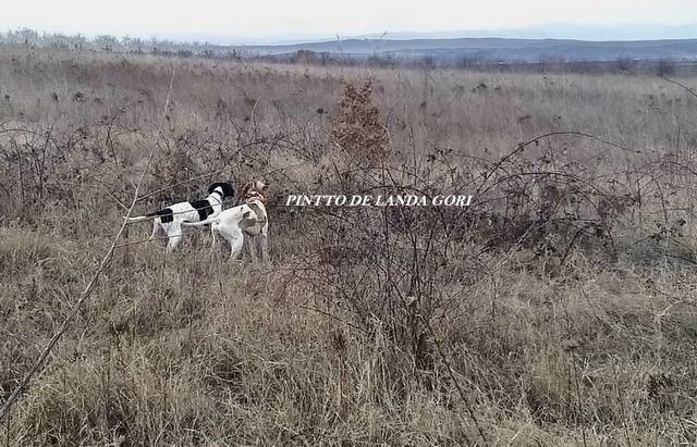 de landa gori - PINTTO DE LANDA GORI ;Entraînement SERBIE !