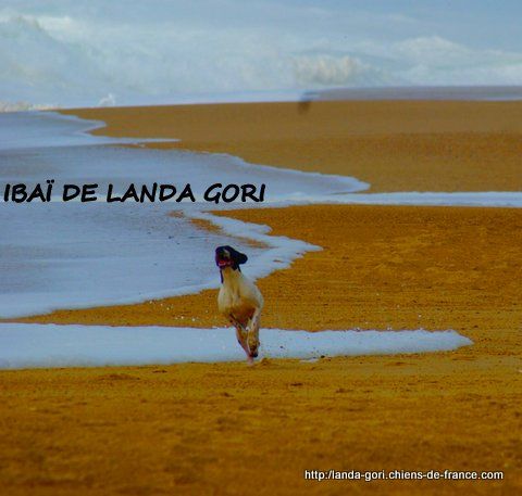 de landa gori - IBAÏ DE LANDA GORI..Training sur la plage !!