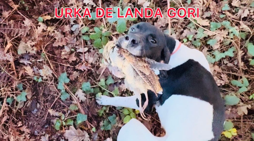 de landa gori - URKA DE LANDA GORI/Chasse la bécasse/LANDES 