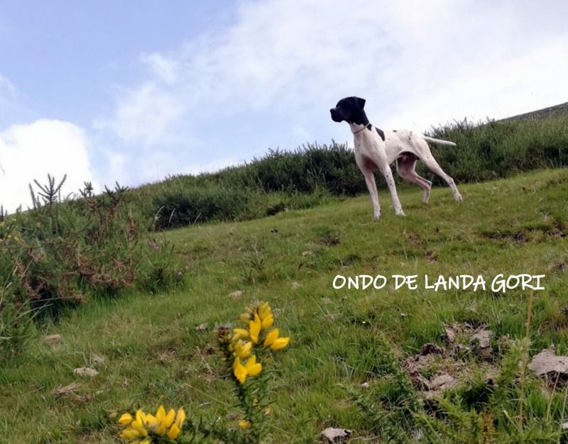 de landa gori - ONDO DE LANDA GORI :Entraînement montagnes BASQUES !