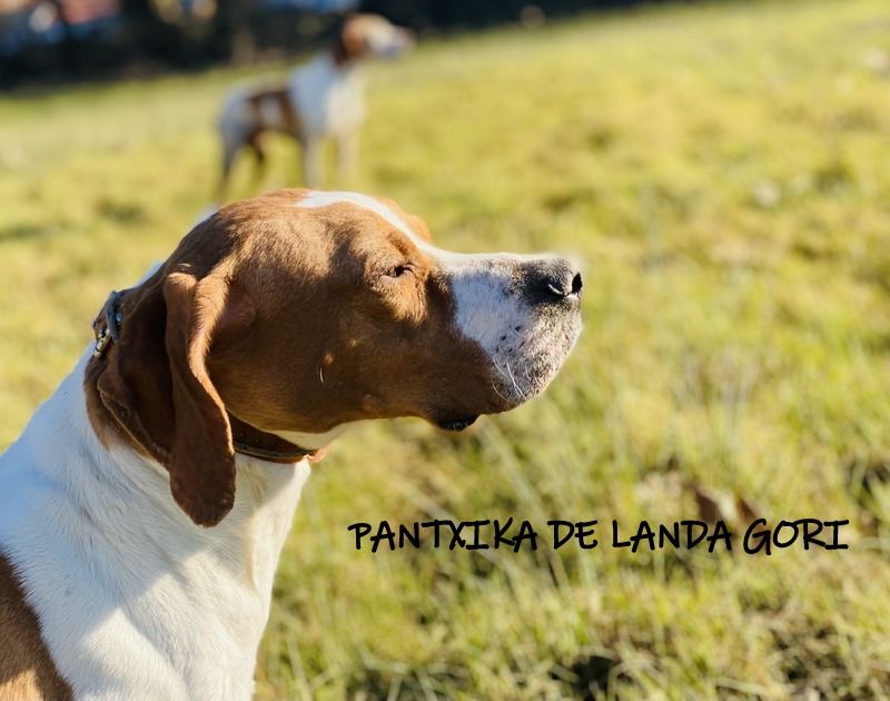de landa gori - PANTXIKA DE LANDA GORI :Entraînement chasse perdreaux rouges ; Espagne