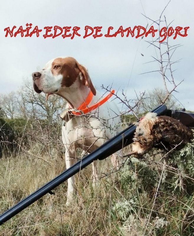 de landa gori - NAÏA EDER DE LANDA GORI /chasse la bécasse montagnes PYRENEE BASQUES