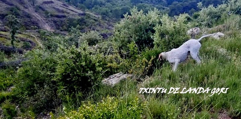 de landa gori - TXINTU DE LANDA GORI/VAINQUEUR TROPHEE DES TEMPLIERS 