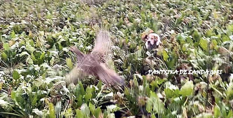 de landa gori - PANTXIKA DE LANDA GORI :Entraînement sur faisan naturel PAS DE CALAIS