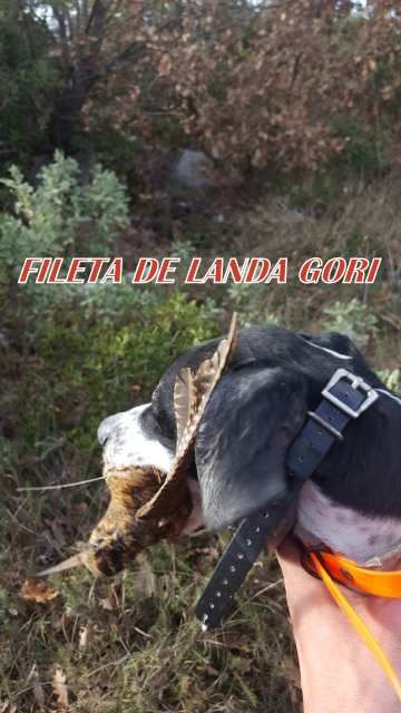 de landa gori - FILETA DE LANDA GORI : Chasse à la bécasse !!!
