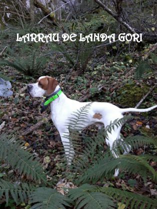 de landa gori - LARRAU DE LANDA GORI : Bonne saison de chasse à la bécasse . !