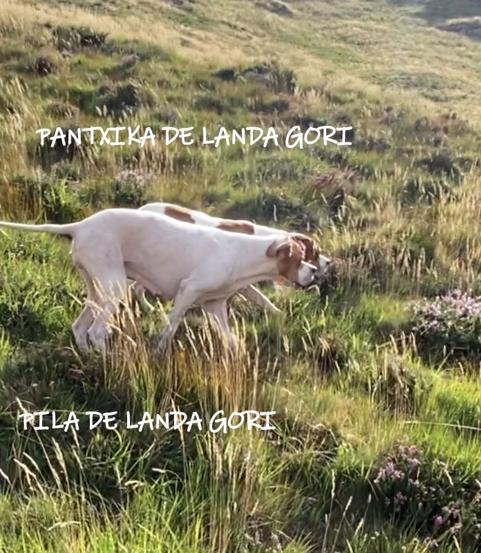 de landa gori - PILA et PANTXIKA DE LANDA GORI :entraînement montagnes Cantabria !
