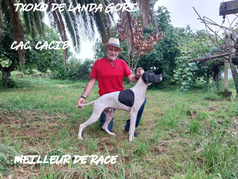 de landa gori - TXOKO DE LANDA GORI ;CAC-CACIB-Meilleur de race Medina de PomarEspagne