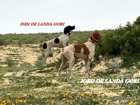 de landa gori - INDI et JOKO DE LANDA GORI ...Entraînement !!